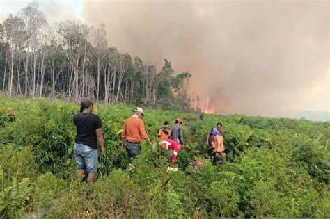 Sejak Januari 2023 Luas Kebakaran Hutan Dan Lahan Di Indonesia Capai