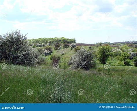 Landscapes Of Blooming Spring Nature Of The Zaporizhia Steppes And