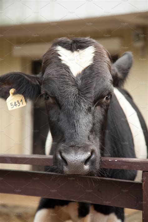 Cow Farm ~ Animal Photos ~ Creative Market