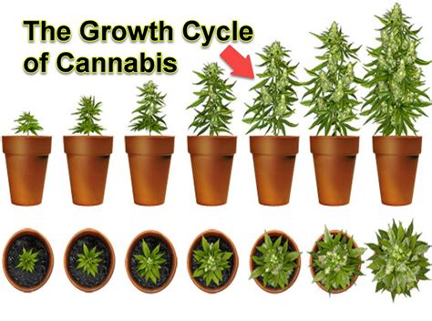 Stages Of Cannabis Plant