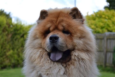 Pics Photos Dogs Chow Chow Wallpaper