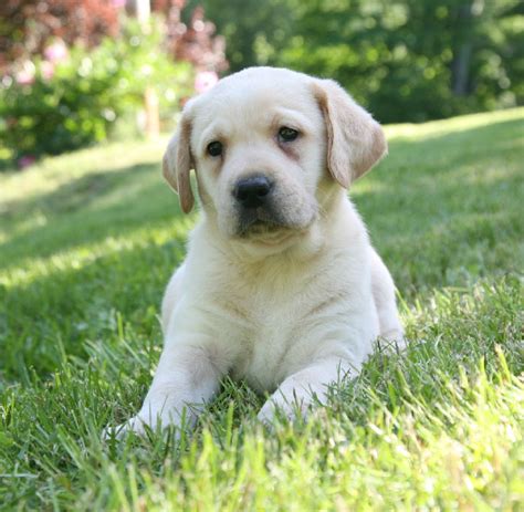 Yellow Labrador Retriever Puppies For Sale Breeders Hidden Pond