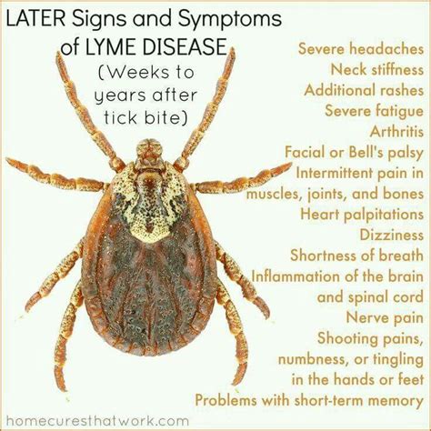 Later Signs And Symptoms Of Lyme Disease Lyme Disease Lyme Disease