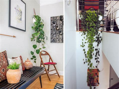 Check spelling or type a new query. 9 Indoor Plants You Can't Kill (So Easily) | Atap.co