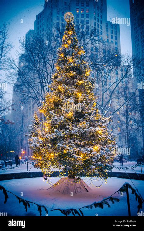 Snow Covered Christmas Tree With Golden Lights Glowing Against A Stark