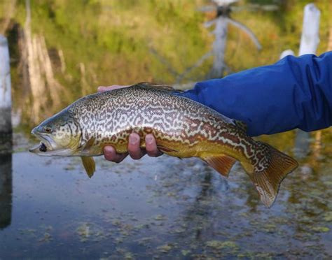 Fly Fishing Pic Of Tiger Trout Shared By Luke Alder Fly Dreamers