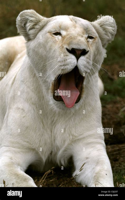 Albino White Lioness Yawning Seaview Lion Africa Seaview Port Elizabeth