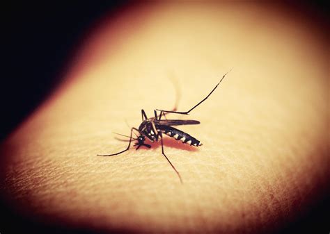 Health Officials Issue Mosquito Borne Illness Advisory After Dengue Case