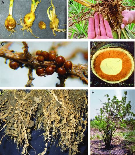 3 Symptoms Caused By Different Plant Parasitic Nematodes A Garlic