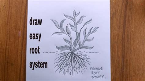 How To Draw Fibrous Roots Systemroots Of A Plantplant Drawing Youtube