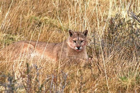 Patagonia Puma Tracking Meet The Big Cat Of The Americas