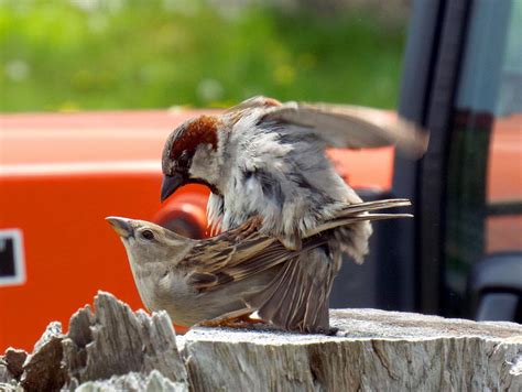 Mating Sparrows Photograph By Dianne Cowen Cape Cod And Ocean Photography Pixels