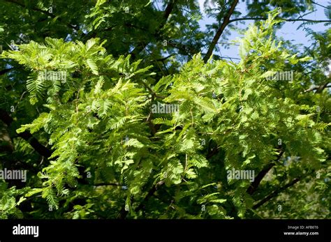 Leaves Of Dawn Redwood Tree Taxodiaceae Metasequoia Glyptostroboides