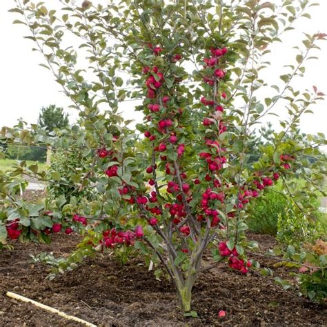 Malus Appletini Compact Mini Apple Tree Large 100 150cms Garden