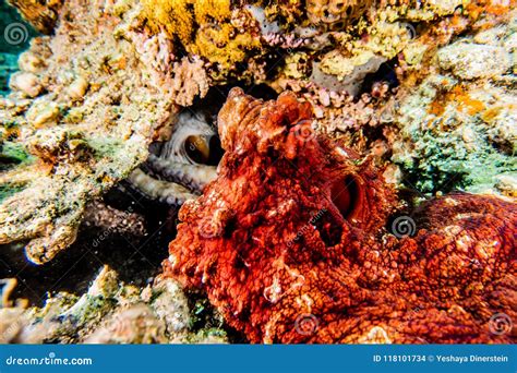 Octopus King Of Camouflage In The Red Sea Eilat Israel Stock Photo