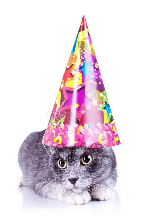 Cute Cat Wearing A Party Hat Stock Image Image Of Seated Animal