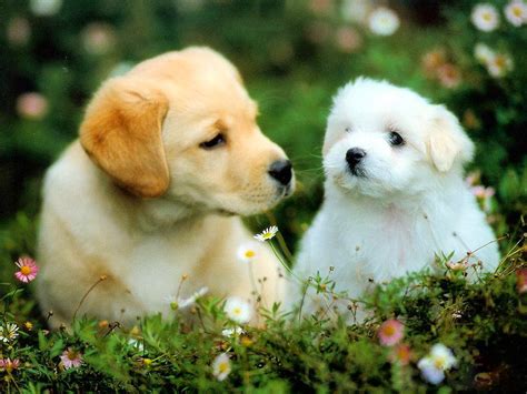 All New Wallpaper Beautiful Puppies Dogs