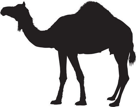 Dromedary Bactrian Camel Silhouette Clip Art Camel Png Download