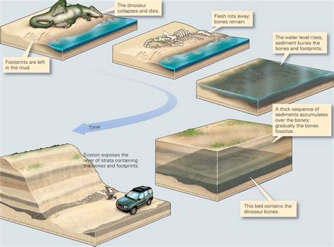 Learning Geology Fossilization