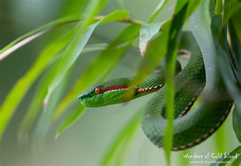 Trimeresurus Gumprechti Gumprechts Pit Viper Male Phu Hi Flickr