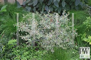 The rich variegation of silver and green leaves complements the red stems. HORTICOPIA®-- Abelia x grandiflora 'Panache(Silver ...