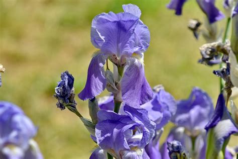 Imagen Gratis Yema Floral Jardín De Flores Iris Púrpura Violeta