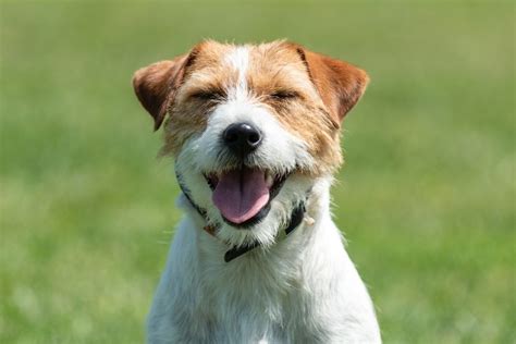 Wire Haired Jack Russell Terrier Breed Information And Needs