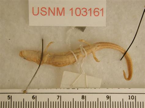 Texas Salamander Herps Of Travis County INaturalist