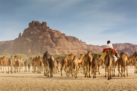 Camels Nomads And An Oasis In Ennedi Africa Geographic