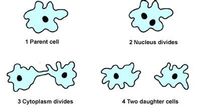 The reason why it is well known is because of its rare characteristic of eating human brains. Binary fission in amoeba splatoon :: nmysparesur