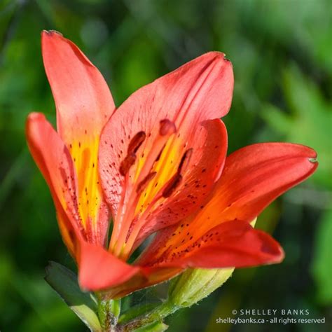 Prairie Wildflowers Western Red Lily Saskatchewans Flower