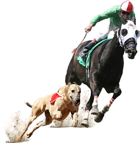 Greyhound And Horse Racing 580x560 Png Download