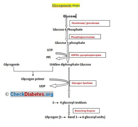 Glycogenesis Definition Pathway Steps And Regulation Updated
