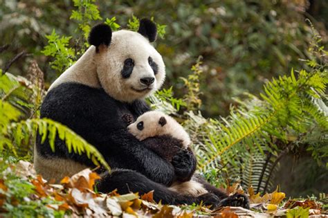 Happy National Panda Day Fave Mom
