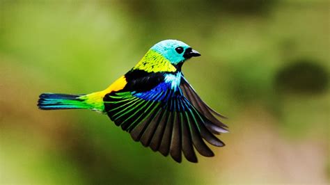 Captivating Display Multicolored Tanager Birds Mesmerizing Symphony