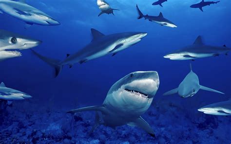 Hd Sharks Wallpapers And Photos Hd Animals Wallpapers