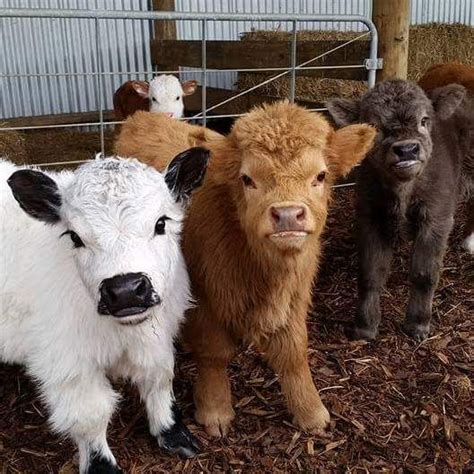 25+ best ideas about Mini Cows on Pinterest | Miniature cows, Fluffy