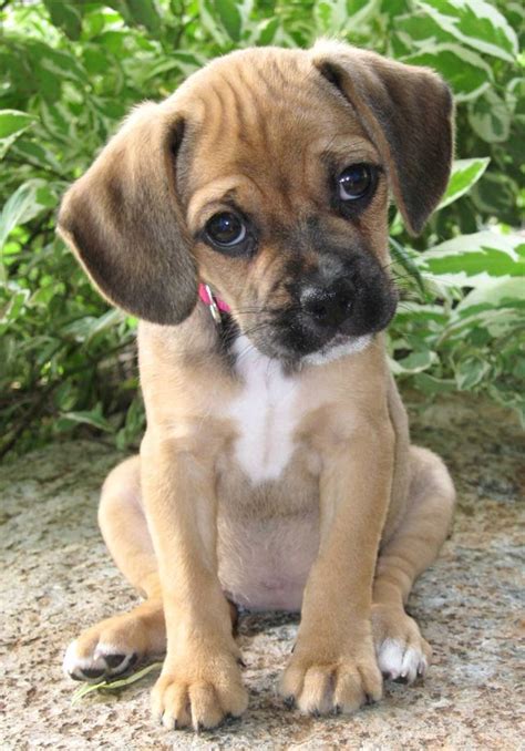 Puppies Photo A To Sweet Puggle Puppies Cute Dogs Puppies