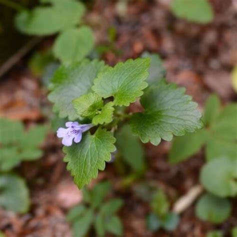 16 Common Wild Edible Plants And Their Uses Mama On The Homestead