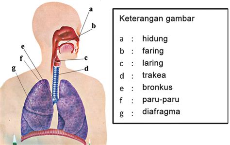 Urutan Sistem Pernapasan Yang Benar Melalui Organ Tersebut Adalah