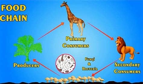 Food chain, Food Web, Definition and Energy Pyramid