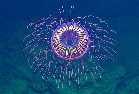 Incredible Rare Deep Sea Jellyfish Looks Like Firework