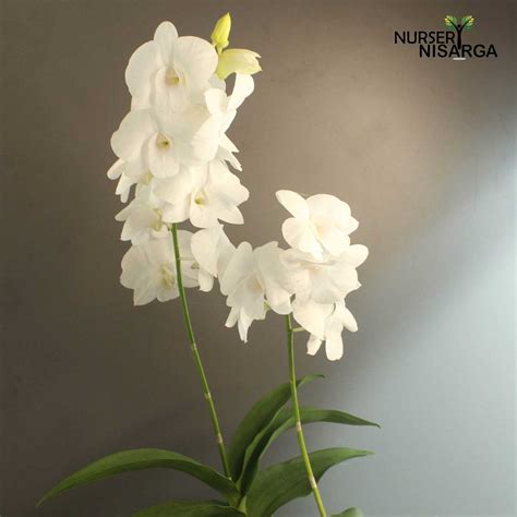 White Orchid Plant Dendrobium Orchid With Pot Nursery Nisarga Nursery Nisarga