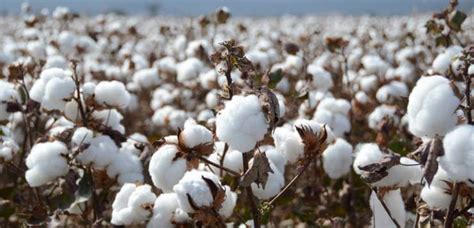 Why Fears In Nigeria Over The Safety Of Gmo Cotton Are Misplaced