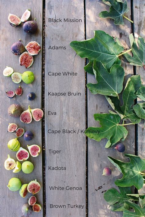 What Are The Different Types Of Figs Ratinkhosh Co Fig Varieties