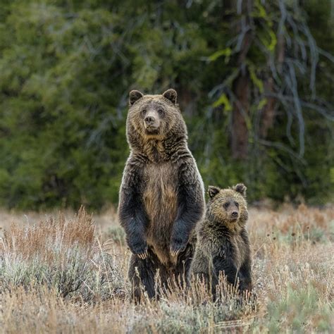 Those Wild Grizzly Bears Photograph By Yeates Photography Fine Art