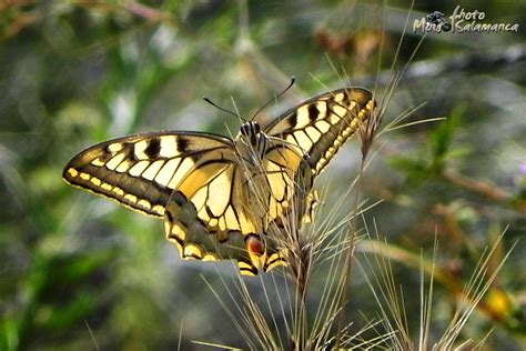 MARIPOSAS DE ARANJUEZ Y COMARCA Papilio Machaon Cola De Golondrina