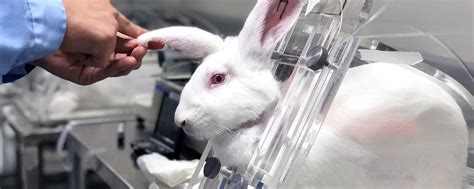Cosmetics Animal Testing Is In The Spotlight—nows The Time To End It