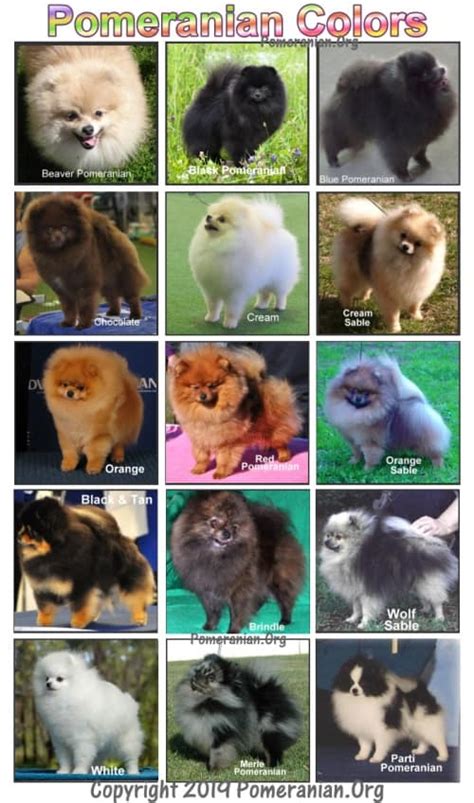 The Complete List Of Pomeranian Colors Photos And Full Details