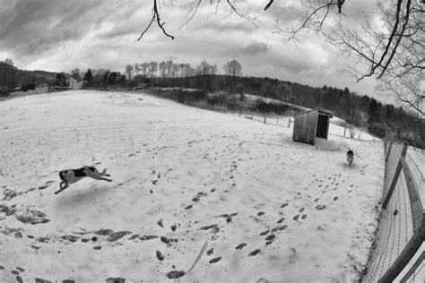 Snow For The Joy Dog Bedlam Farm
